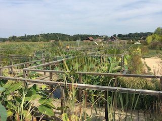 plantes aquatiques du jardin d'eau
