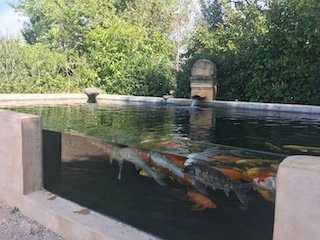 aquarium poisson koi des jardins d'eau