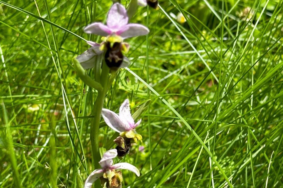 Orchidée abeille sur le causse de Vers dans le Lot