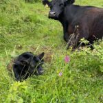 Produits régionaux - Elevage de Lestrou - Table d'hôtes - Chambres dhotes de Charme - Cahors - Lot