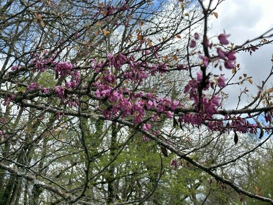 Romantic guest house with pool - Cahors - Lot - France