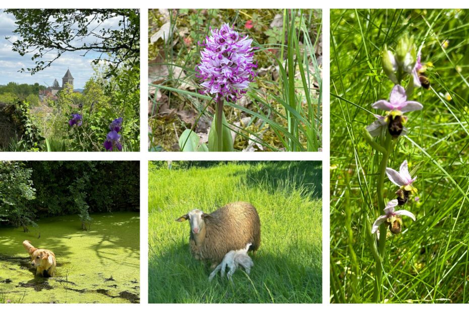 Charming hotel with pool - Lot - France
