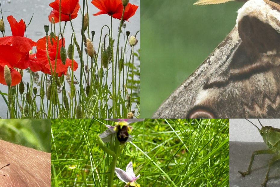 Collage présentant différentes espèces de la faune et la flore observée dans le Lot