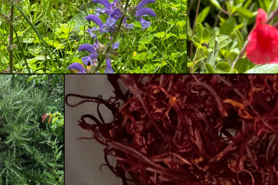 Collage présentant différentes espèces de plantes aromatiques observée dans le Lot : sauge, romarin et safran