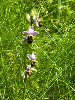 Orchidées abeille - Hotel avec parc - Vers - Lot