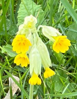 Romantic Hotel with 3.5-acre Park near vineyard - Lot - France Romantic Hotel with 3.5-acre Park near vineyard - Lot - France