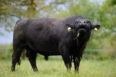 Regional Products - Lestrou Farm - Guest Table - Charming bed and breakfast near vineyard - Lot - France