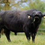 Produits régionaux - Elevage de Lestrou - Table d'hôtes - Chambres d'hote de Charme - Cahors - Lot