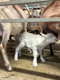 Local products - Ferme de Létou - Guest table - Charming b and b - Cahors - Lot - France