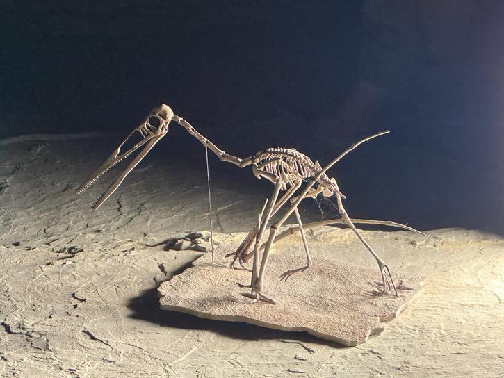 Plage Aux Pterosaures Img 0454 550x550 1