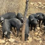 Produits régionaux - Ferme de Tessou - Table d'hôtes - Chambres d'hotes de Charme - Cahors - Lot